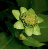 Silphium perfoliatum