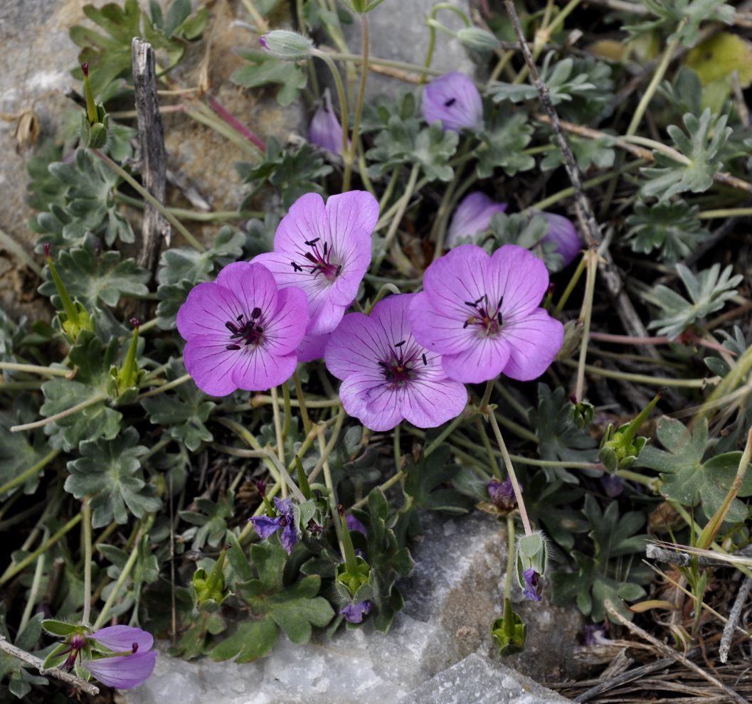 Image of Geranium subcaulescens specimen.