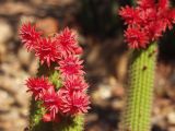 Borzicactus samaipatanus