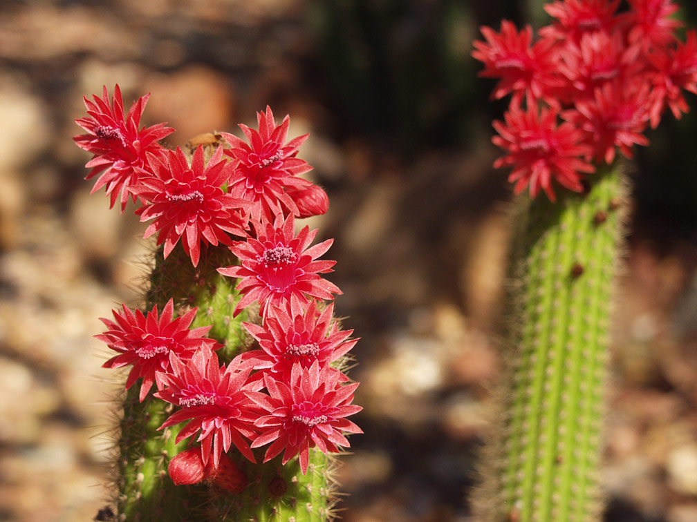 Image of Borzicactus samaipatanus specimen.