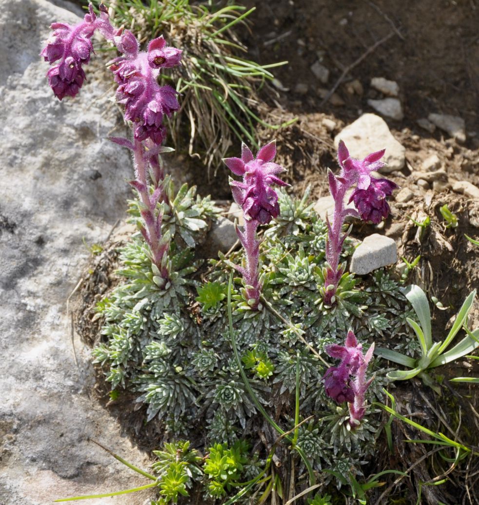 Image of Saxifraga federici-augusti ssp. grisebachii specimen.