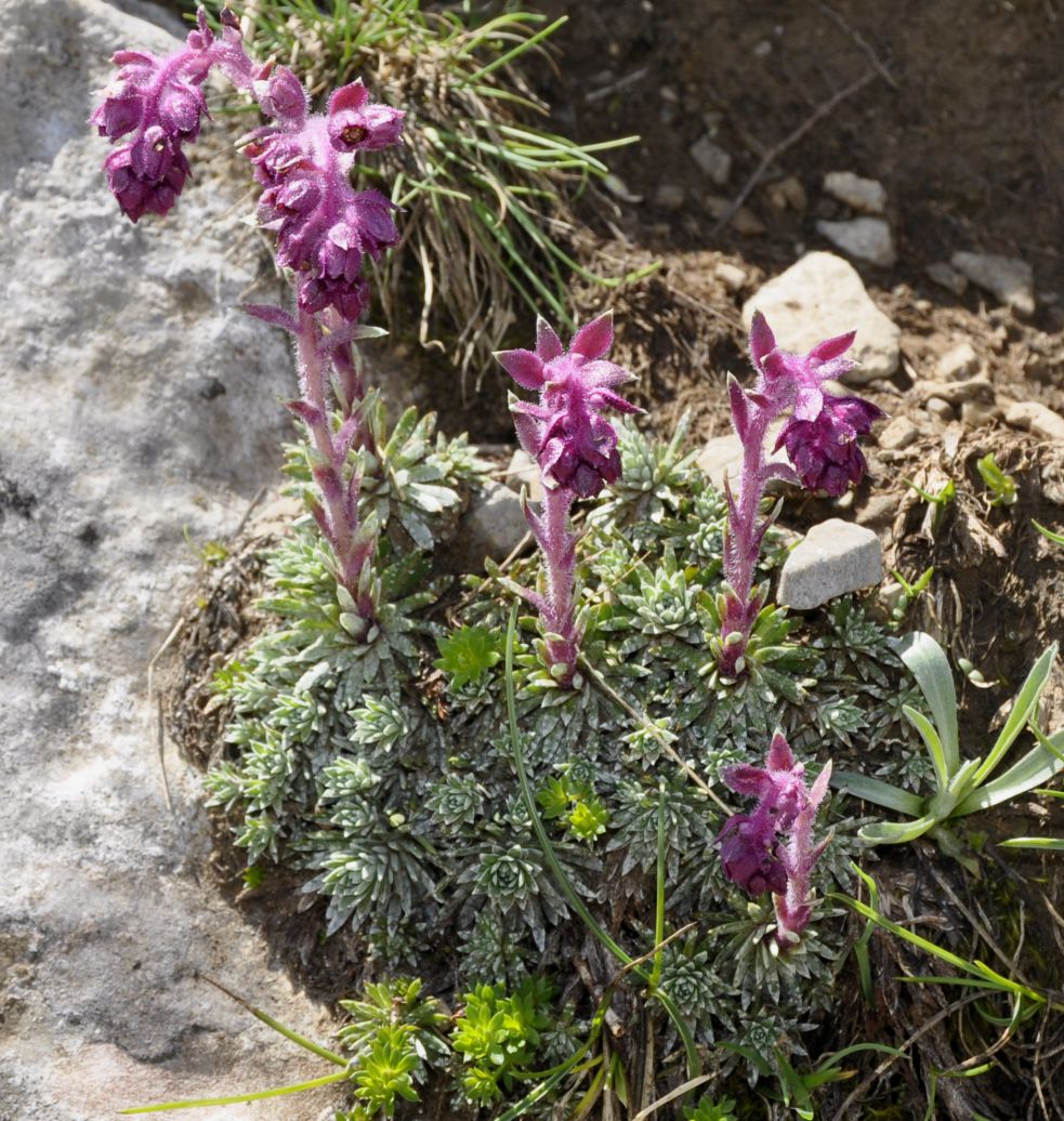 Изображение особи Saxifraga federici-augusti ssp. grisebachii.