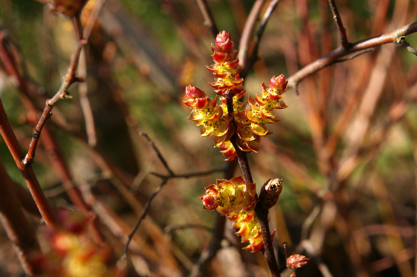 Image of Myrica gale specimen.