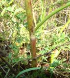 Rumex thyrsiflorus