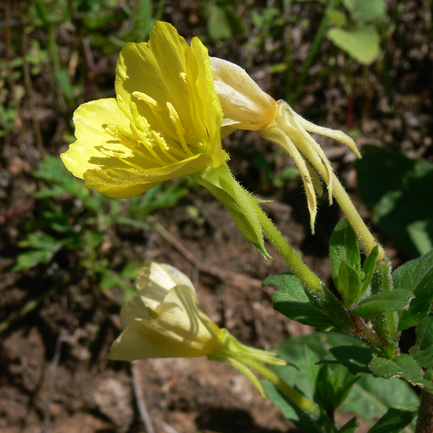 Image of Oenothera rubricaulis specimen.