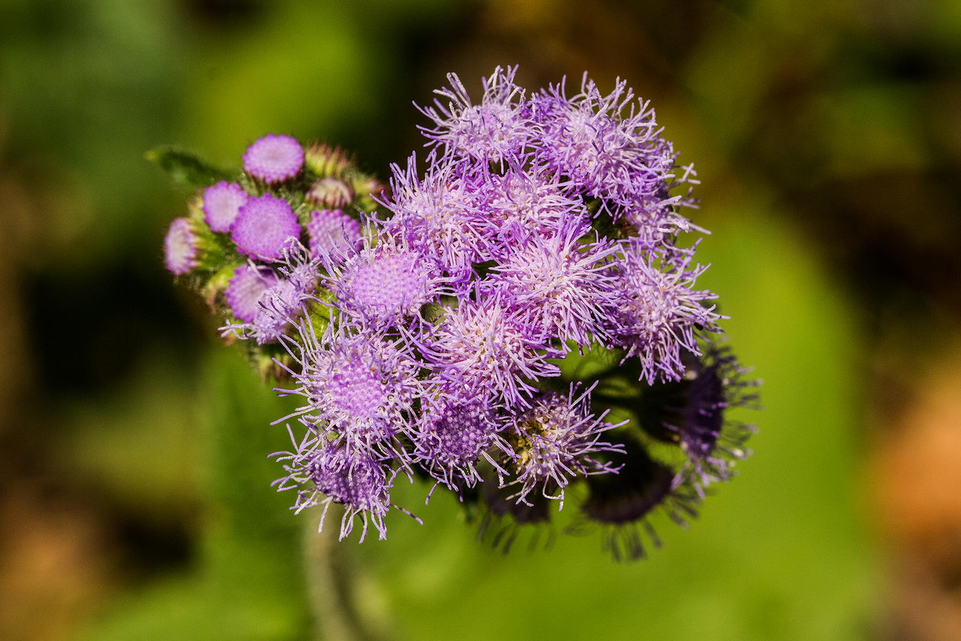 Image of Ageratum conyzoides specimen.