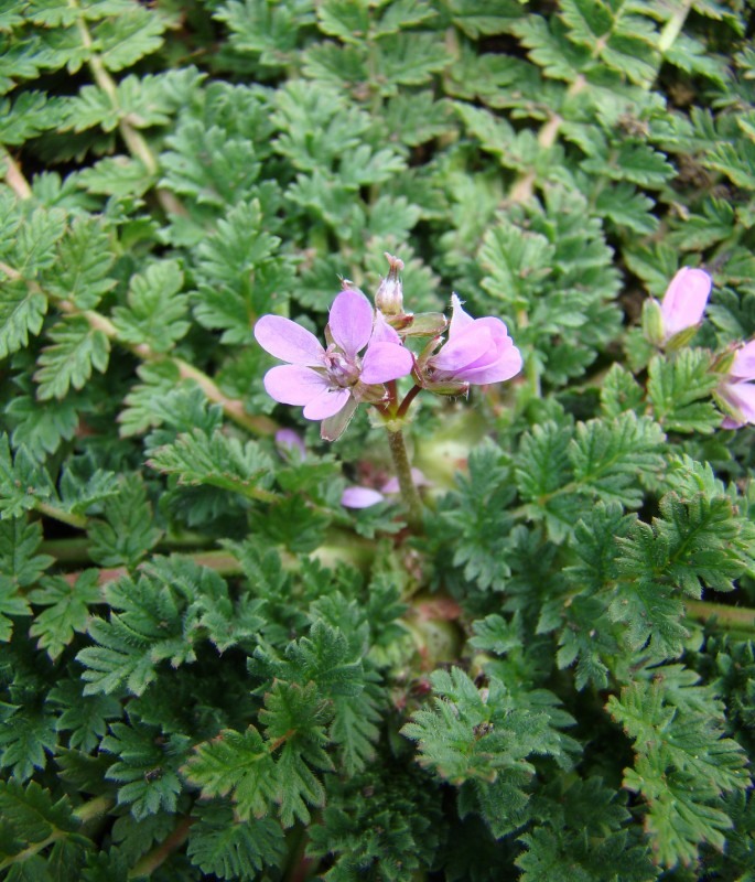 Image of Erodium cicutarium specimen.