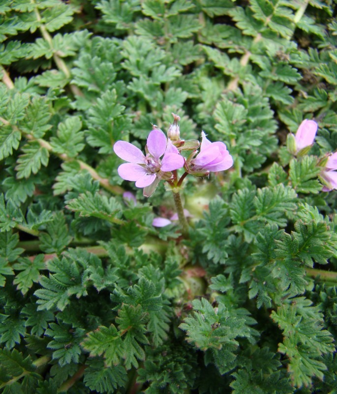 Изображение особи Erodium cicutarium.