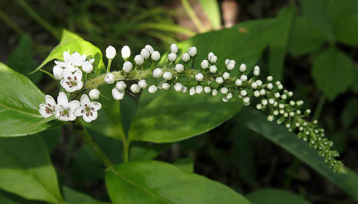 Image of Lysimachia clethroides specimen.