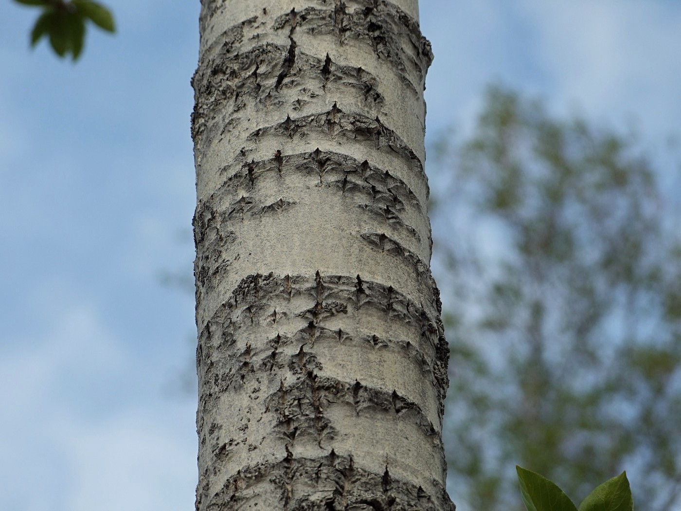 Изображение особи Populus suaveolens.