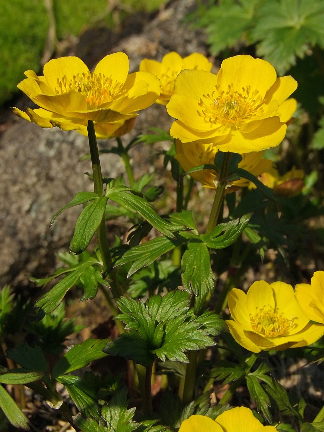 Изображение особи Trollius membranostylis.