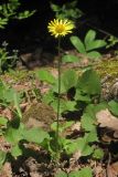 Doronicum orientale. Цветущее растение. Горный Крым, северный склон Ялтинской яйлы, дубово-буковый лес на берегу р. Писара. 11.05.2017.