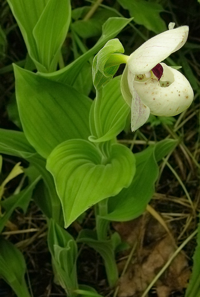 Изображение особи Cypripedium flavum.