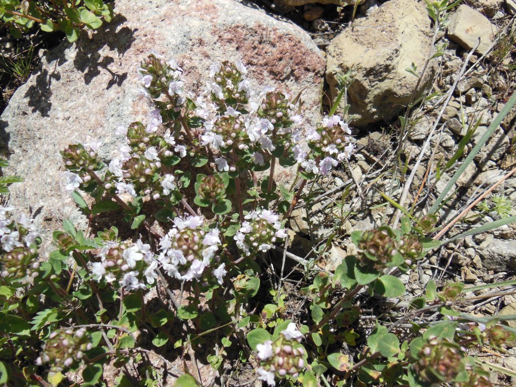 Изображение особи род Thymus.