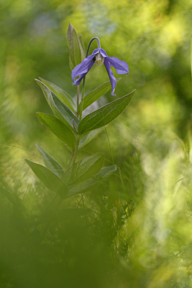 Image of Clematis integrifolia specimen.