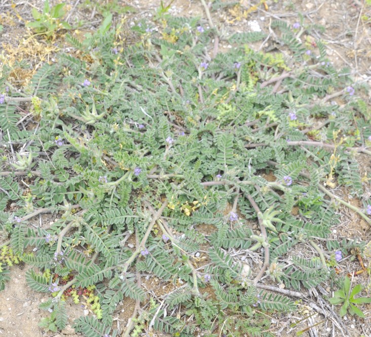 Image of Astragalus sinaicus specimen.