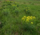 Euphorbia semivillosa