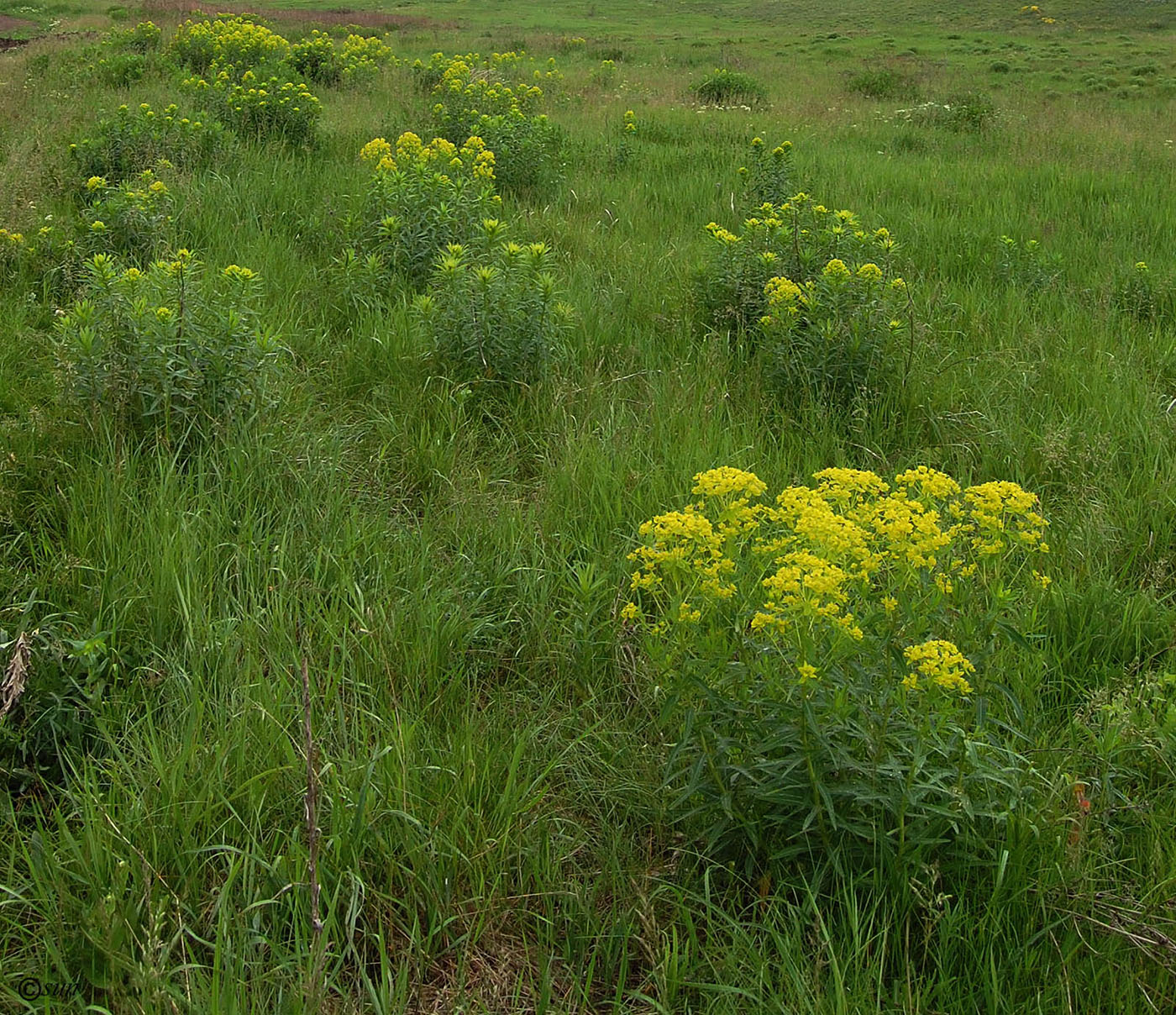 Image of Euphorbia semivillosa specimen.