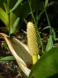 Lysichiton camtschatcensis