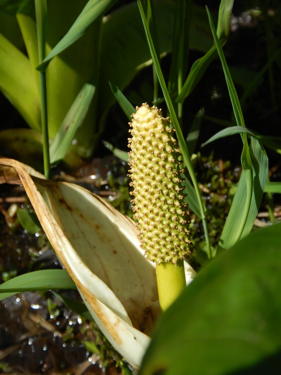 Image of Lysichiton camtschatcensis specimen.