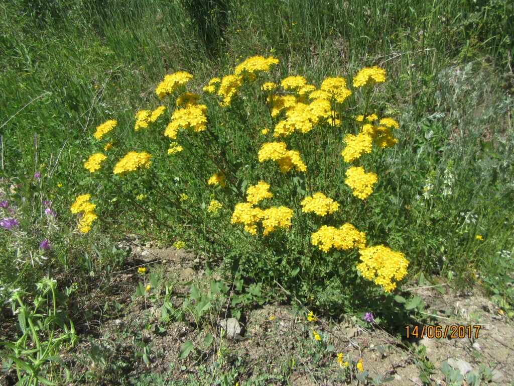 Image of Hypericum scabrum specimen.