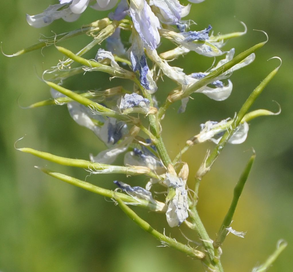 Изображение особи Galega officinalis.