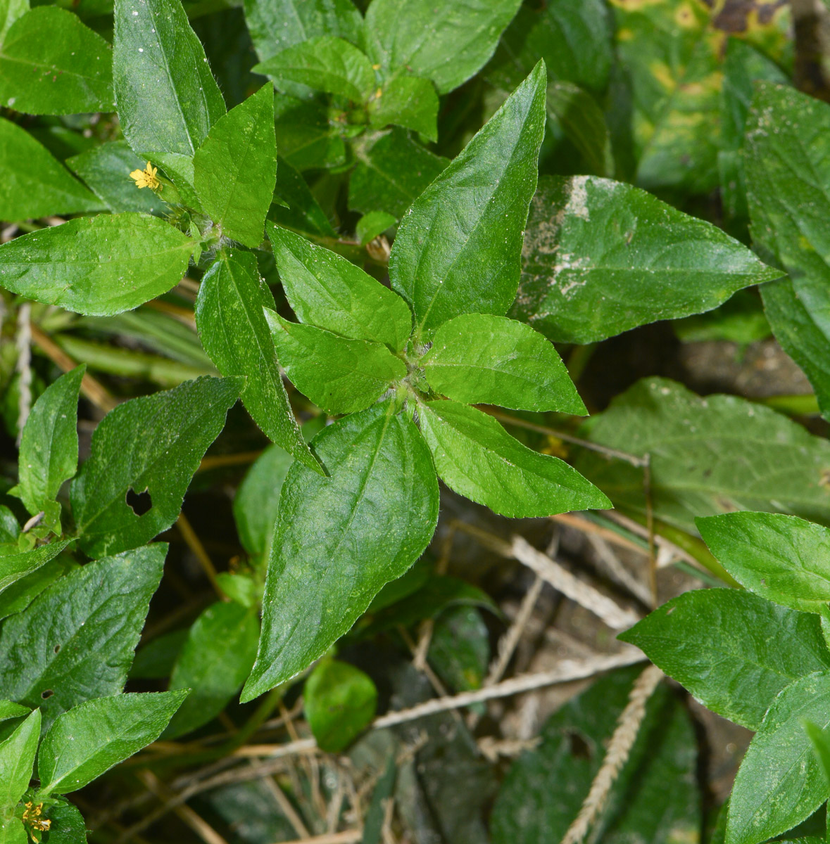 Image of Synedrella nodiflora specimen.