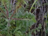 Sonchus tenerrimus