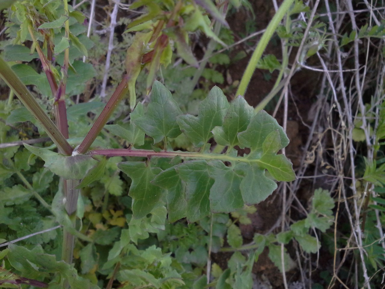 Image of Sonchus tenerrimus specimen.