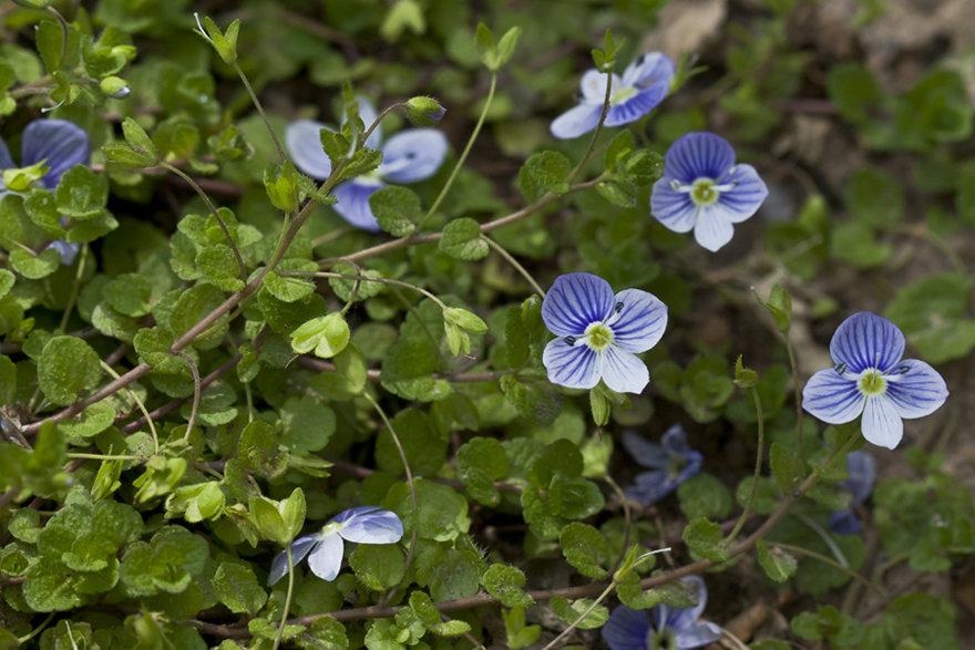 Image of Veronica filiformis specimen.