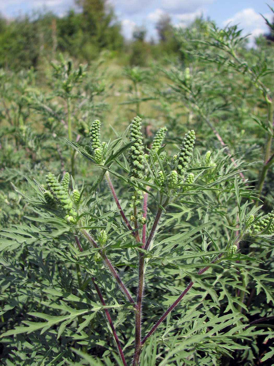 Image of Ambrosia artemisiifolia specimen.