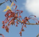 Acer rubrum. Ветвь с отцветающими женскими цветками. Санкт-Петербург, парк БИН РАН. 06.05.2008.