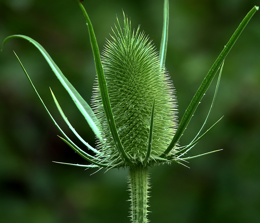 Image of Dipsacus fullonum specimen.
