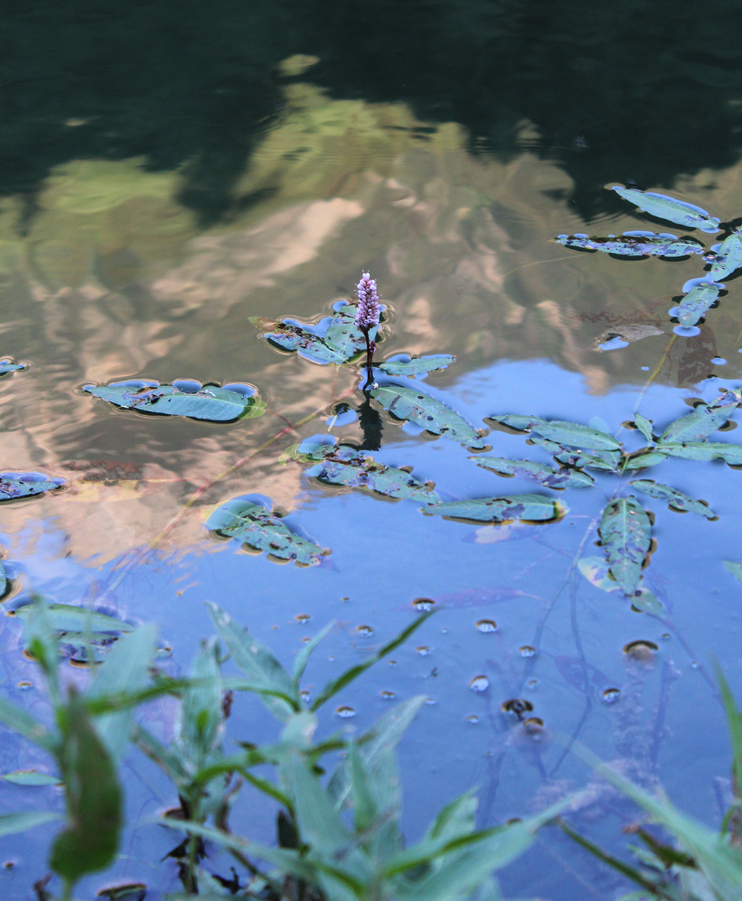 Image of Persicaria amphibia specimen.