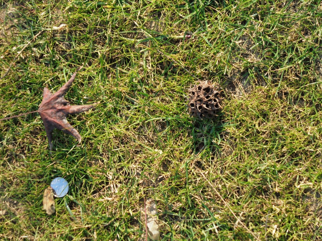 Изображение особи Liquidambar styraciflua.