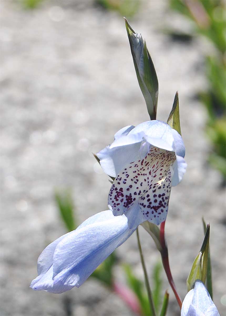 Изображение особи Gladiolus gracilis.