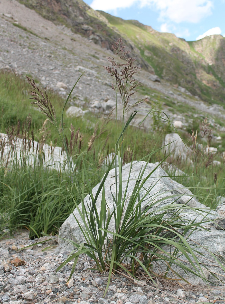 Изображение особи Calamagrostis balkharica.