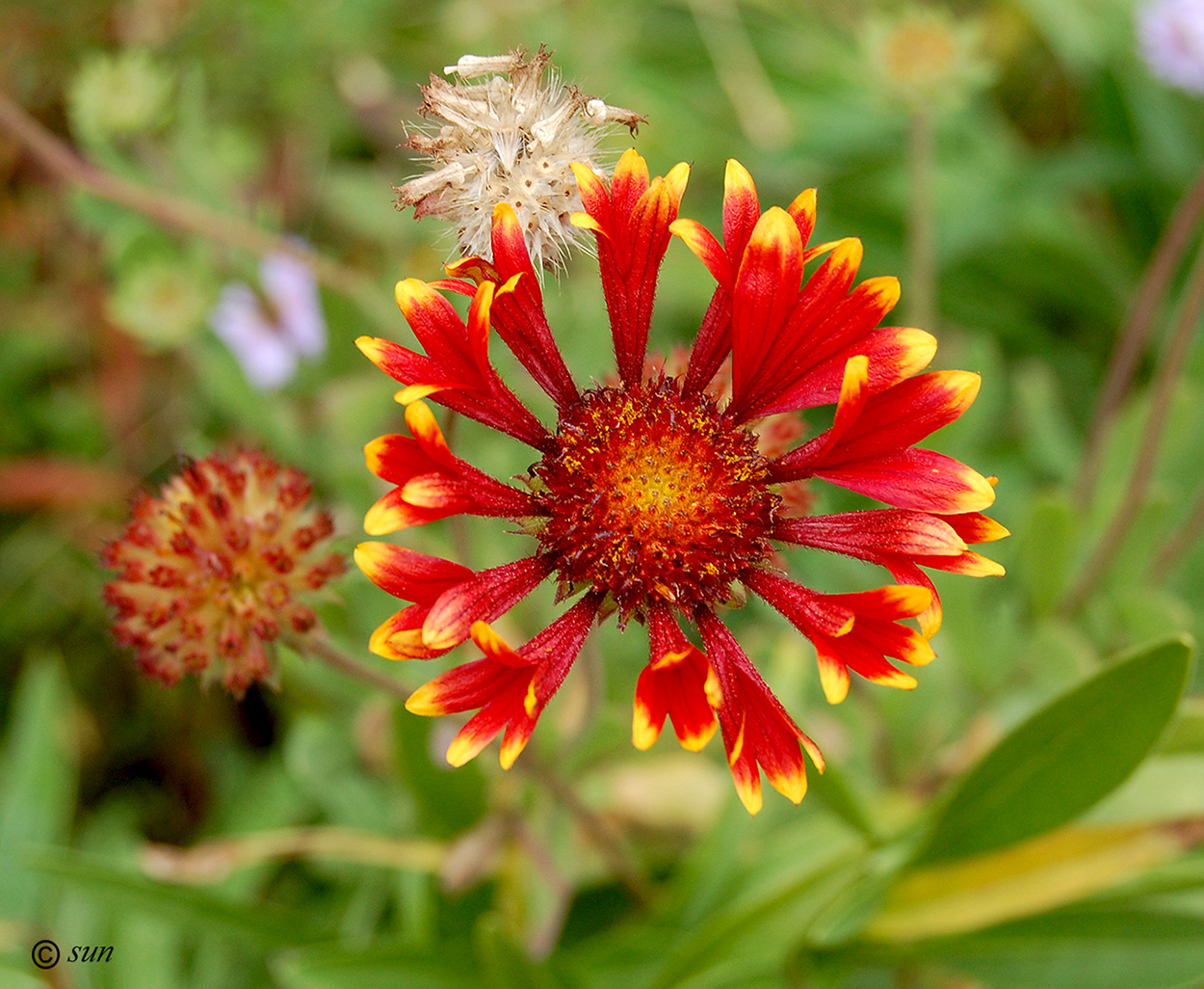 Image of Gaillardia aristata specimen.