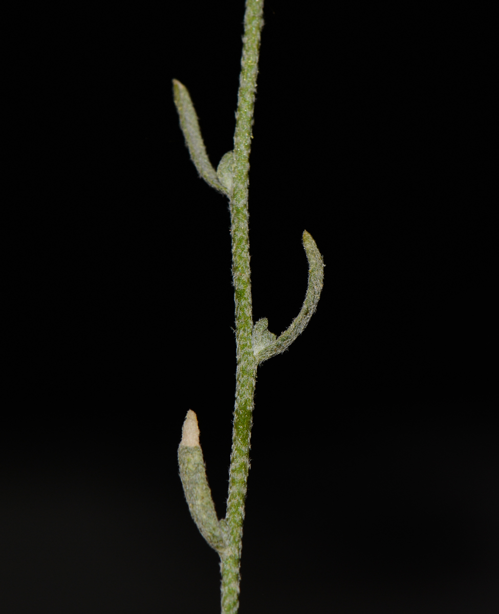 Image of Eremobium aegyptiacum specimen.