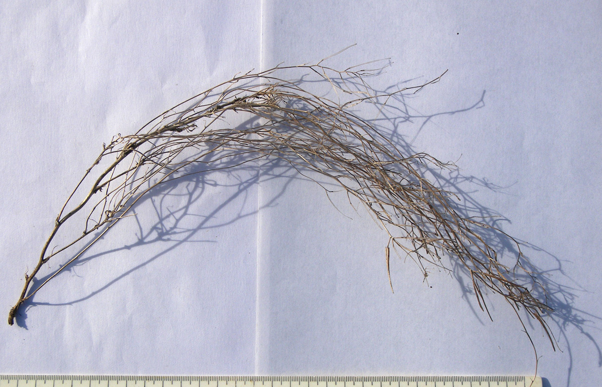 Image of familia Brassicaceae specimen.