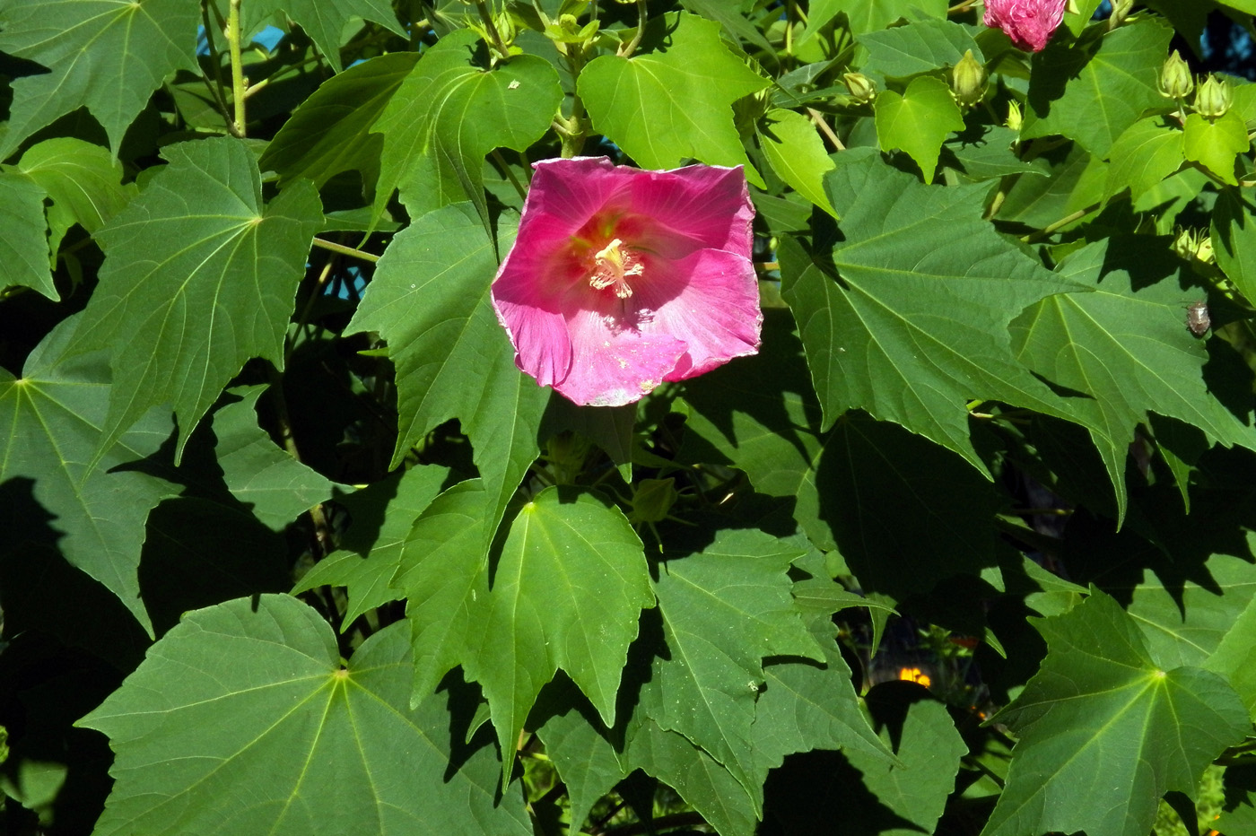 Image of Hibiscus mutabilis specimen.