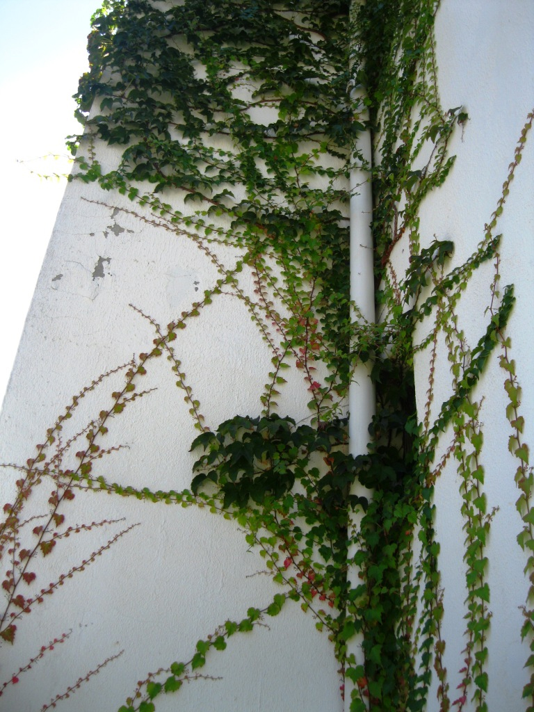 Image of Parthenocissus tricuspidata specimen.