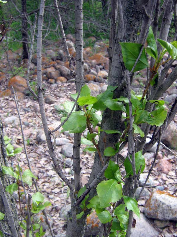Image of Populus italica specimen.