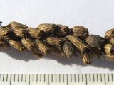 Image of taxon representative. Author is Сергей Банкетов