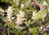 genus Salix. Верхушка ветки с соплодиями. Якутия, Нерюнгринский р-н, окр. перевала Тит, кустарник между дорогой и ЛЭП. 12.07.2016.