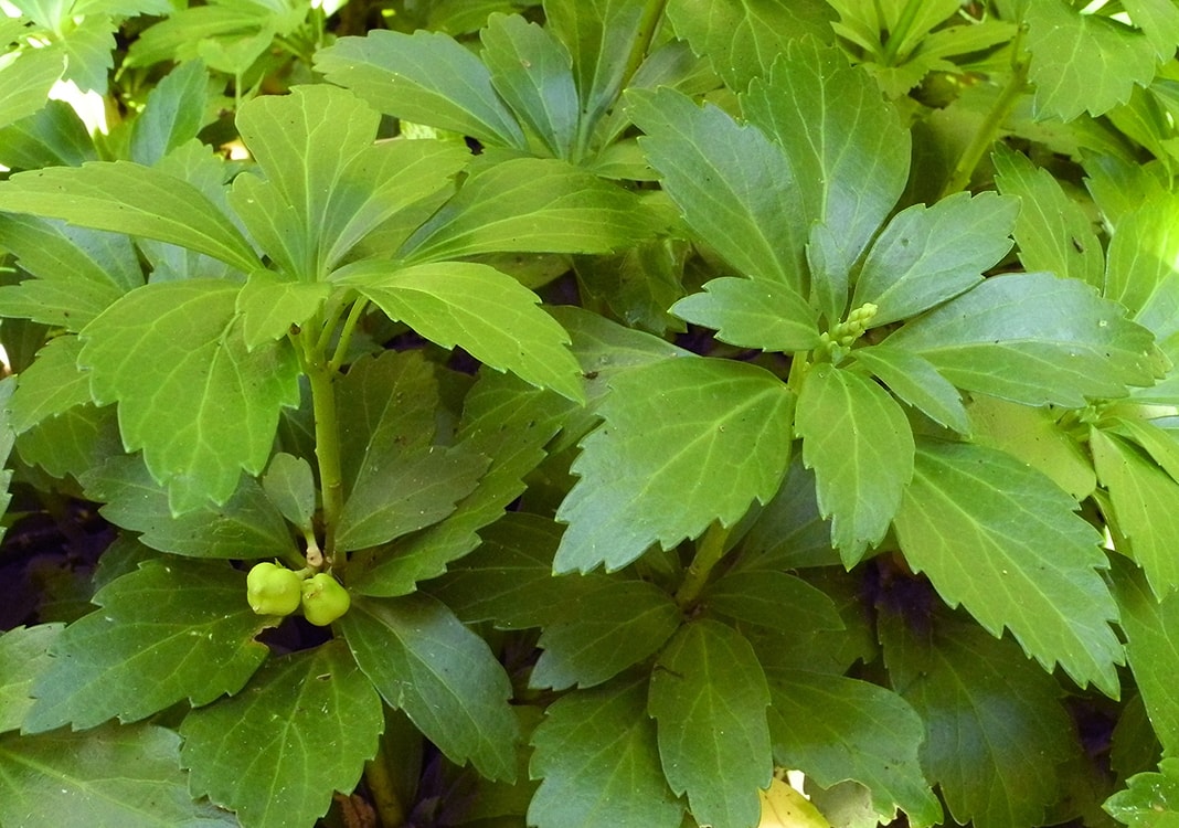 Изображение особи Pachysandra terminalis.