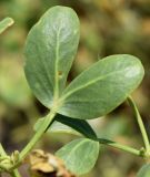 Zygophyllum oxianum. Листья. Узбекистан, Андижанская обл., Ферганская долина, освоенные закрепленные пески между населенными пунктами Язъяван и Акалтын. 22.07.2017.