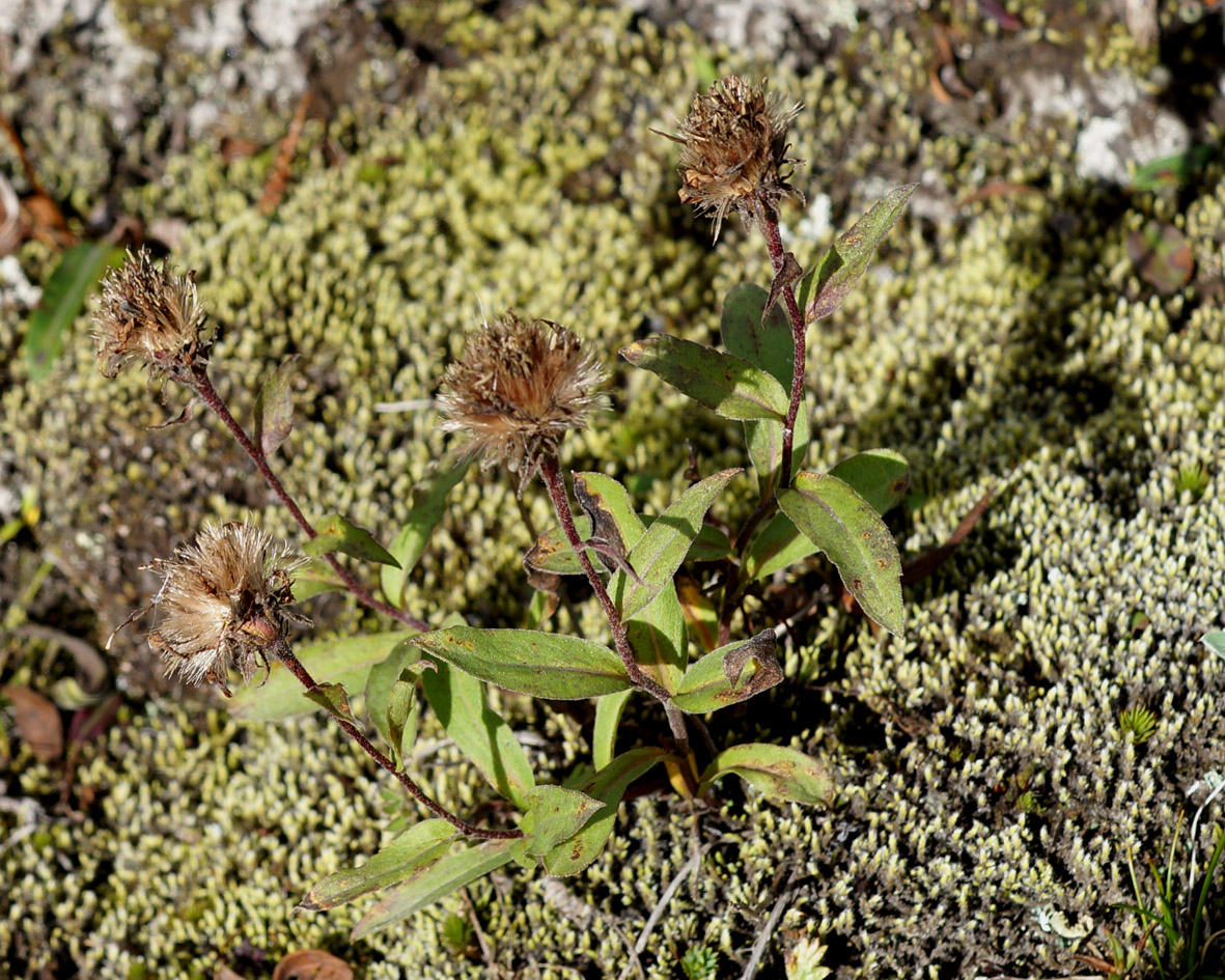 Image of Aster sibiricus specimen.