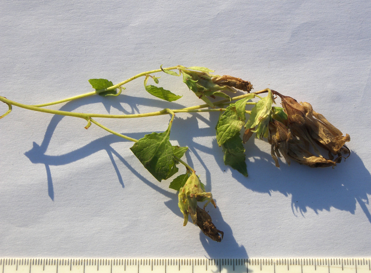 Image of Campanula pendula specimen.