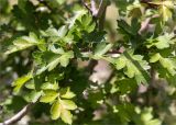 Crataegus microphylla. Листья. Грузия, край Имеретия, Хонийский муниципалитет, окр. с. Зеда-Горди, дол. р. Окаце, выс. 730 м н.у.м., склон, заросший кустарниками, преимущественно Rhododendron luteum. 08.05.2017.